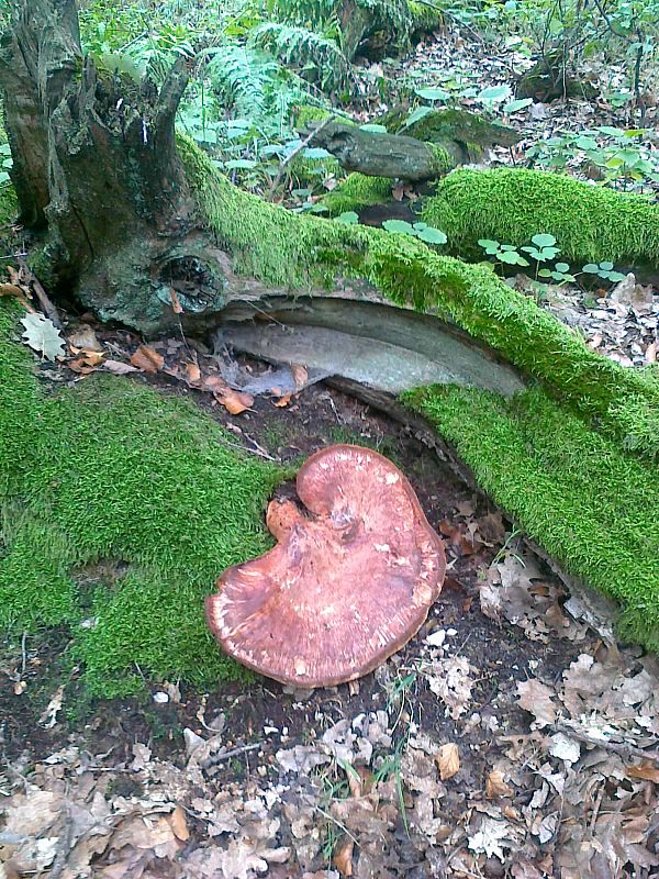 pečeňovec dubový Fistulina hepatica (Schaeff.) With.