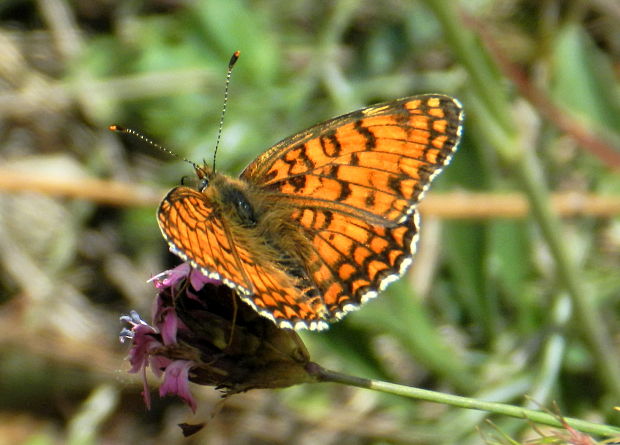 hnedáčik nevädzový Melitaea phoebe