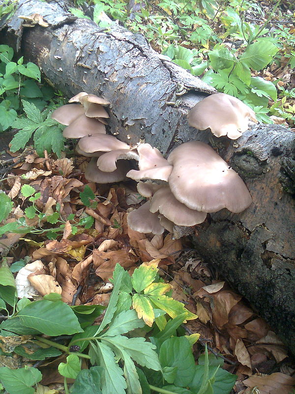 hliva buková Pleurotus pulmonarius (Fr.) Quél.