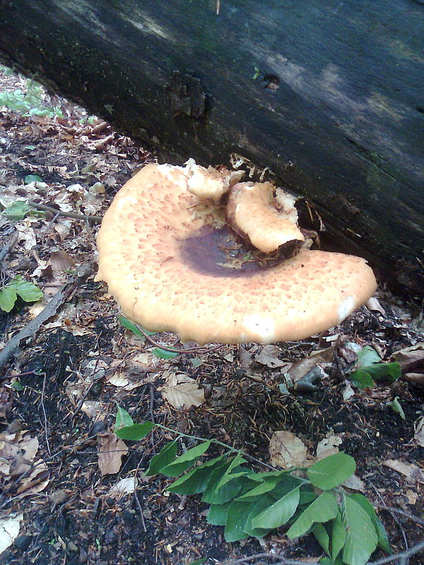 trúdnik Polyporus sp.