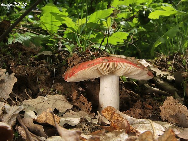 plávka Russula sp.