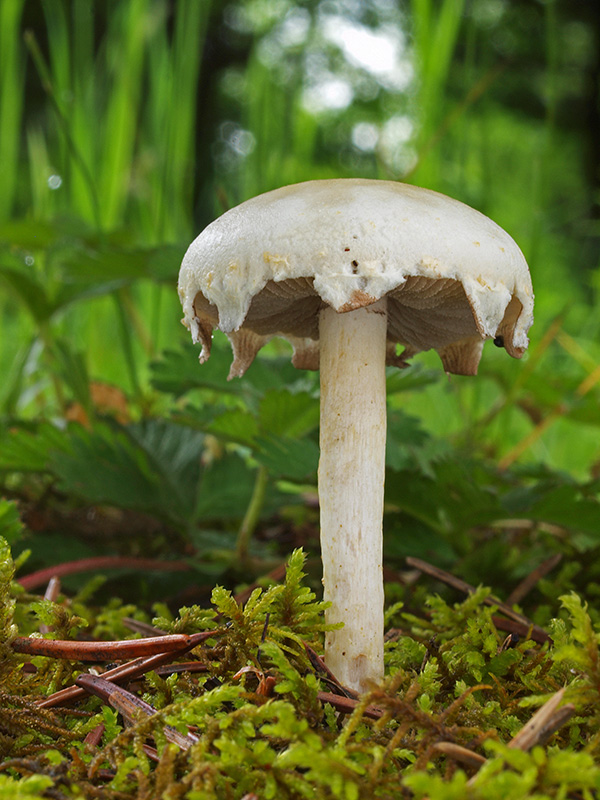 golierovka tmavovýtrusná Stropharia melanosperma (Bull.) Gillet