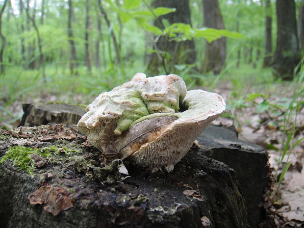 trúdnikovec hrbatý Trametes gibbosa (Pers.) Fr.