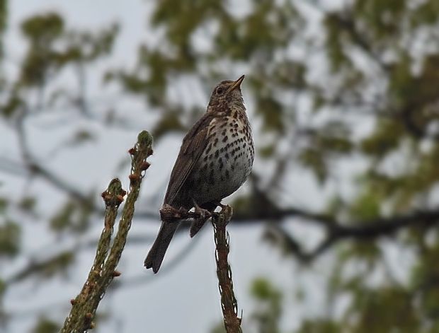 drozd plavý Turdus philomelos Brehm, 1831