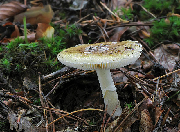 muchotrávka slamovožltá Amanita gemmata (Fr.) Bertill.