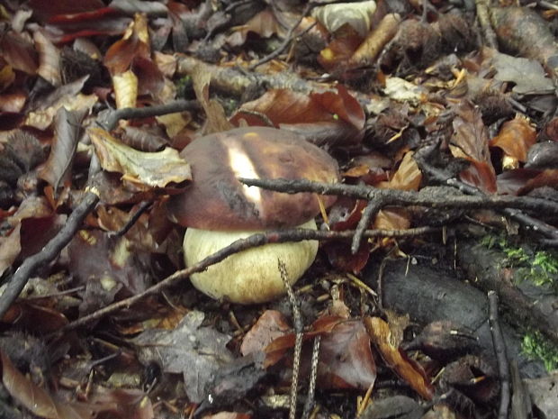 hríb sosnový Boletus pinophilus Pil. et Dermek in Pil.