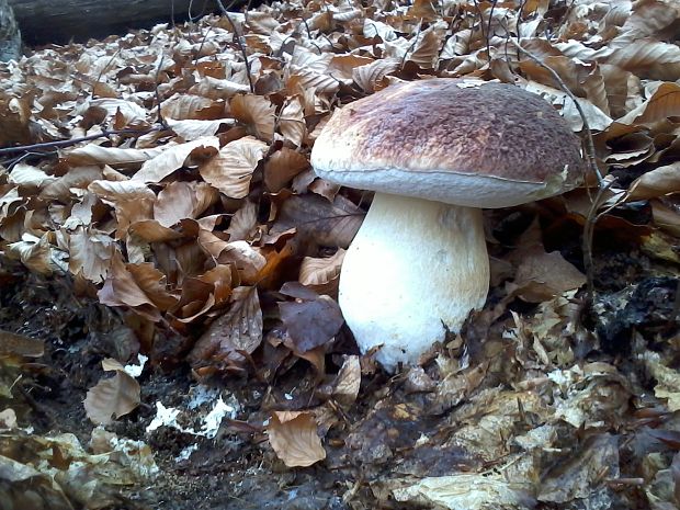 hríb sosnový Boletus pinophilus Pil. et Dermek in Pil.