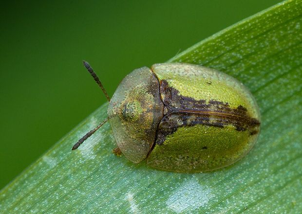 štítnatec  Cassida vibex