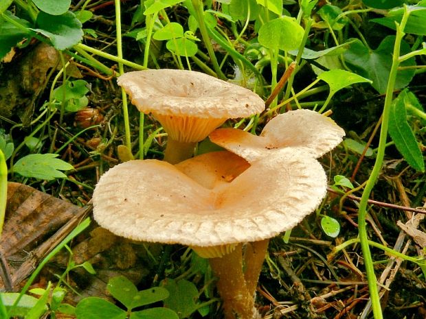 strmuľka rebernatá Clitocybe costata