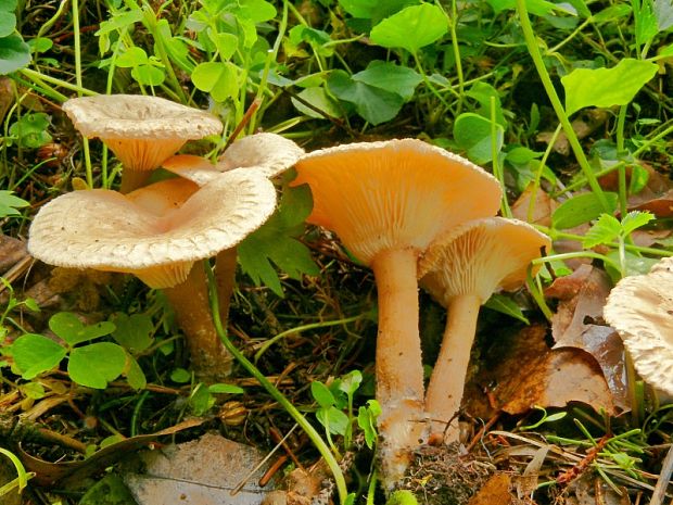 strmuľka rebernatá Clitocybe costata