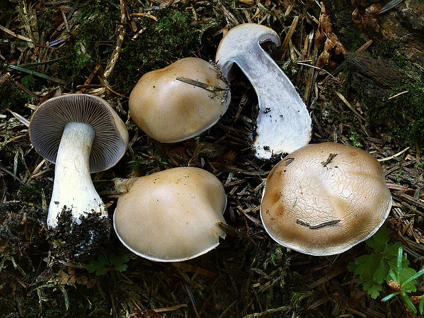 pavučinovec bledý Cortinarius leucophanes P. Karst.