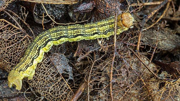 piadivka zimná  Erannis defoliaria