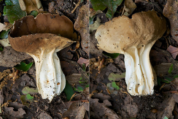 chriapač kalíškovitý Helvella acetabulum (L.) Quél.