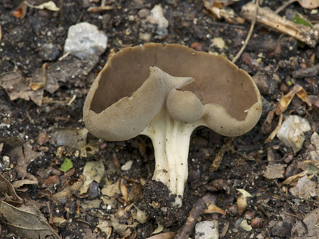 chriapač tmavý Helvella cf. solitaria P. Karst.