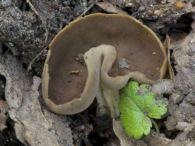 chriapač tmavý Helvella cf. solitaria P. Karst.