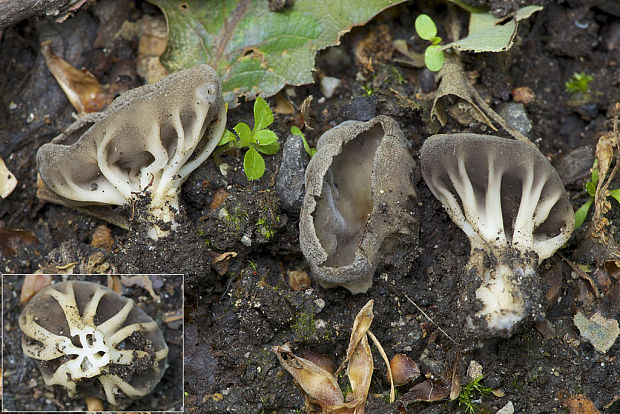 chriapač rebernatý Helvella costifera Nannf.