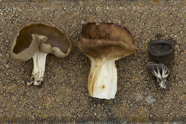 chriapač Helvella sp.