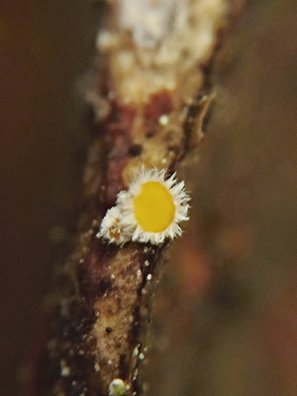 vlnuška  Lachnellula abietis  (P. Karst.) Dennis