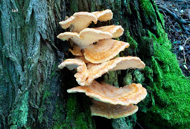 sírovec obyčajný Laetiporus sulphureus (Bull.) Murrill