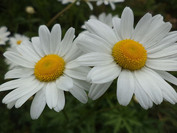 margaréta biela Leucanthemum vulgare Lam.