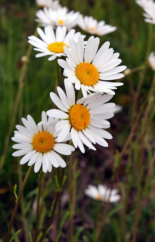 margaréta biela Leucanthemum vulgare Lam.