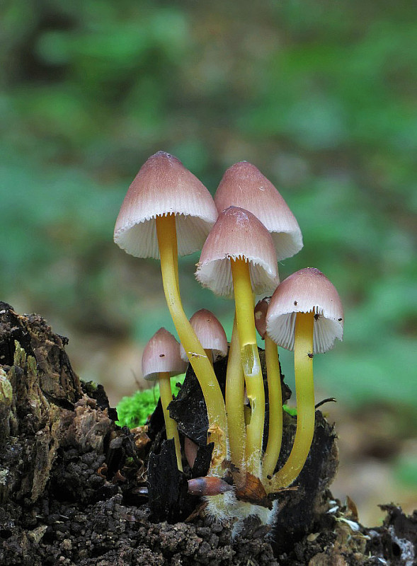 prilbička žltohlúbiková Mycena renati Quél.