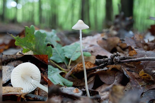 prilbička tenká Mycena vitilis (Fr.) Quél.