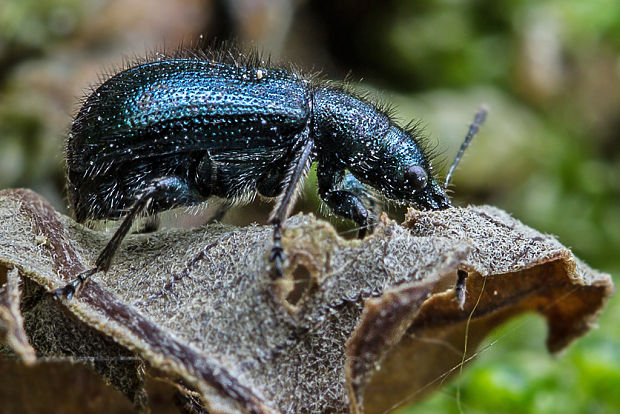 - Necrobia violacea