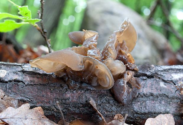 rôsolovka lupeňovitá Phaeotremella foliacea (Pers.) Wedin, J.C. Zamora & Millanes