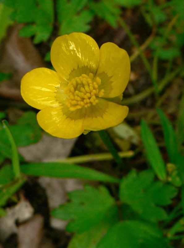 iskerník plazivý Ranunculus repens L.