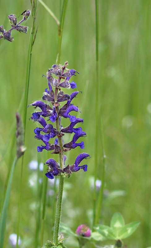 šalvia lúčna Salvia pratensis L.