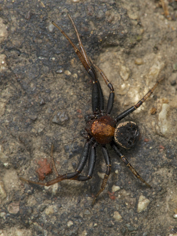 pavúk Xysticus luctator L. Koch, 1870