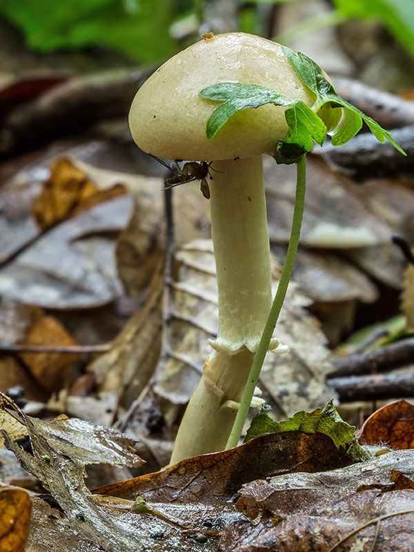 poľnička? Agrocybe sp.