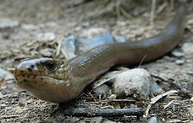 slepúch lámavý Anguis fragilis