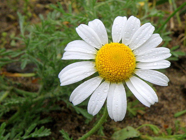 ruman rusínsky Anthemis ruthenica M. Bieb.