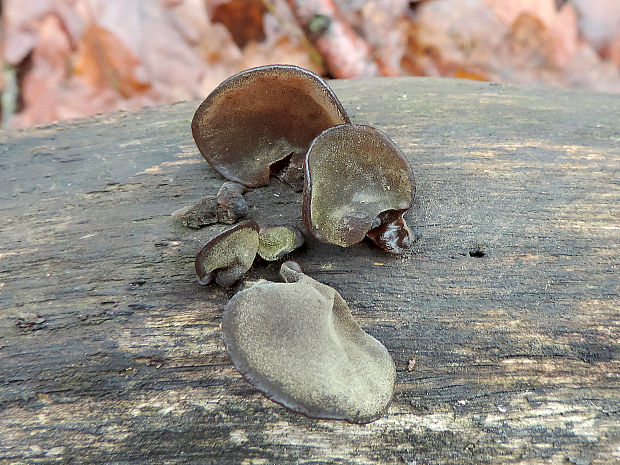 uchovec bazový Auricularia auricula-judae (Bull.) Quél.