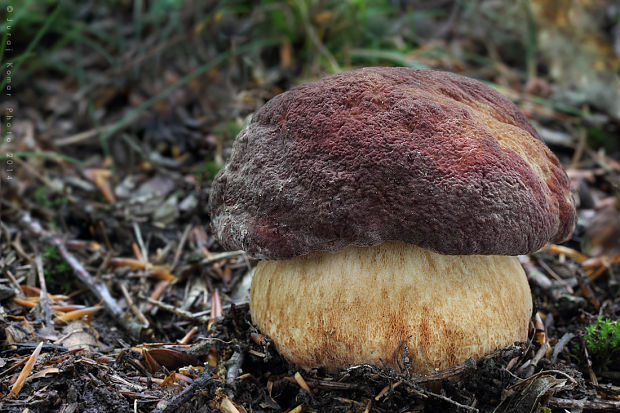 hríb sosnový Boletus pinophilus Pil. et Dermek in Pil.