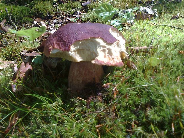 hríb sosnový Boletus pinophilus Pil. et Dermek in Pil.