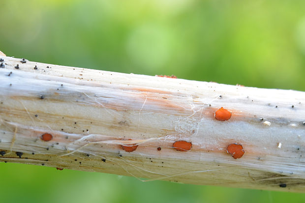 kalorka žihľavová Calloria neglecta (Lib.) B. Hein