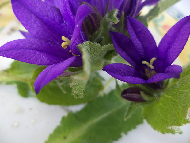 zvonček klbkatý Campanula glomerata agg. L.