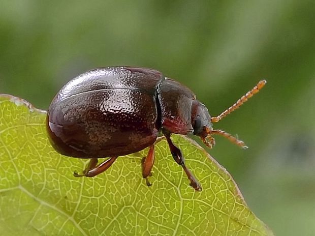 mandelinka klokočová (cz) Chrysolina staphylaea