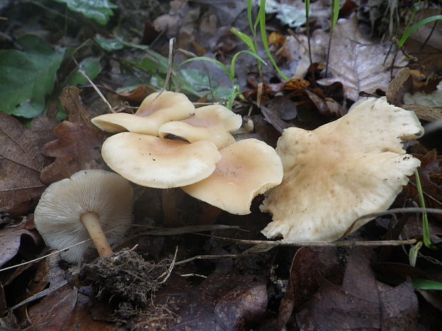 strmulka Clitocybe harmajae