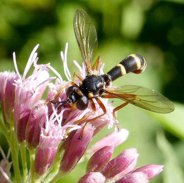 okanka Conops quadrifasciatus De Geer, 1776