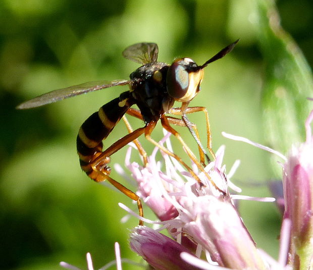 okanka Conops quadrifasciatus De Geer, 1776