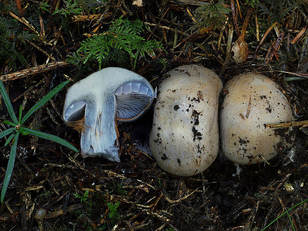 pavučinovec kožovobledý Cortinarius alutaceopallens (Rob. Henry) Bidaud