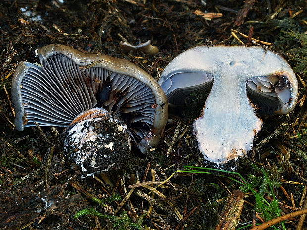 pavučinovec kožovobledý Cortinarius alutaceopallens (Rob. Henry) Bidaud