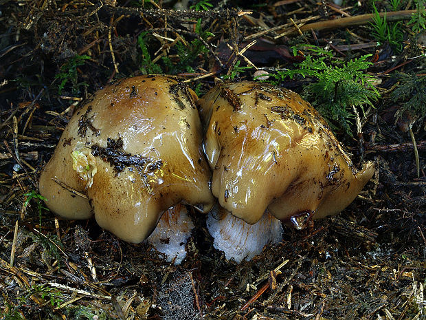 pavučinovec kožovobledý Cortinarius alutaceopallens (Rob. Henry) Bidaud