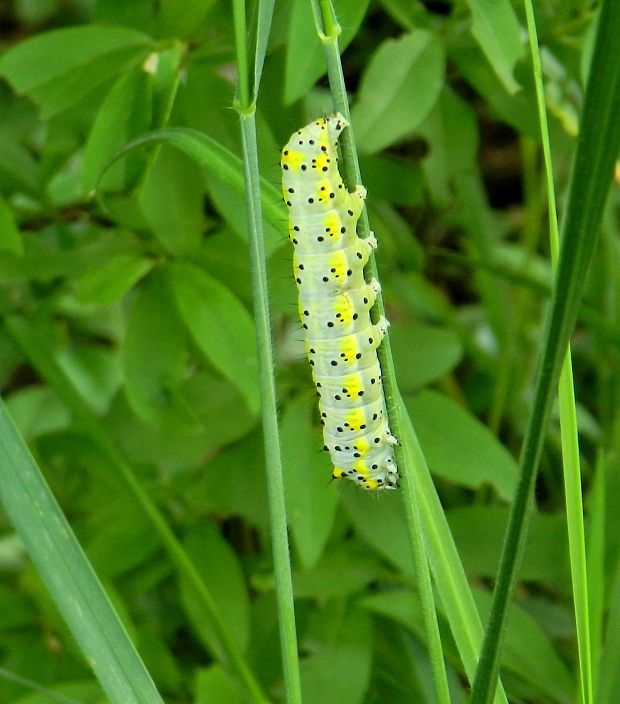 mramorovka modrohlavá - húsenica  Diloba caerulocephala