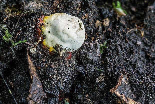 lesklokôrovka obyčajná Ganoderma lucidum (Curtis) P. Karst.