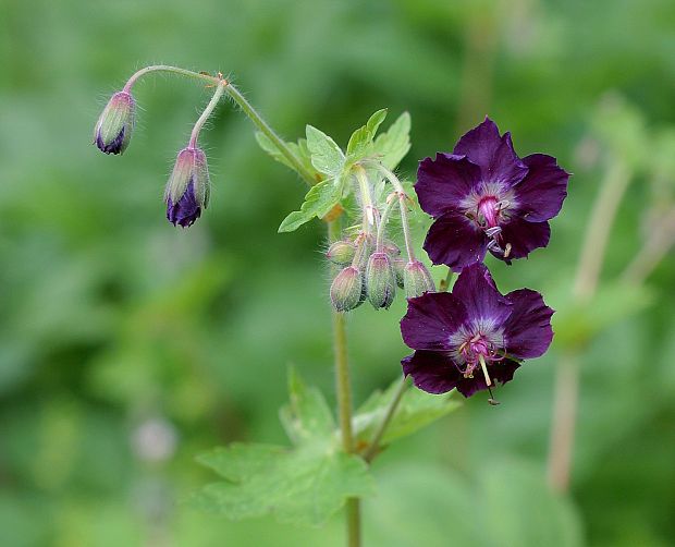 pakost hnedočervený Geranium phaeum L.